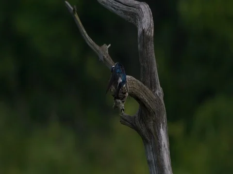 Swallow Grooming itself on tree branch Stock Footage 76983773