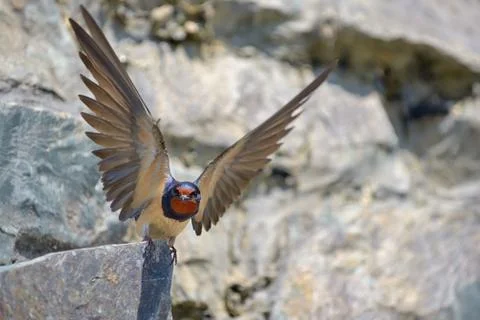 Swallow, Hirundo rustica Free Stock Photos