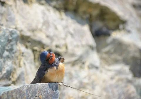Swallow, Hirundo rustica Free Stock Photos