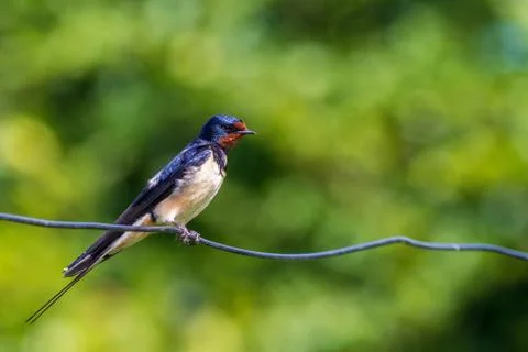 Swallow  (Hirundo rustica) Stock Photos