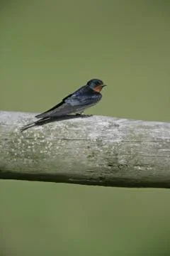 Swallow,  Hirundo rustica, Stock Photos