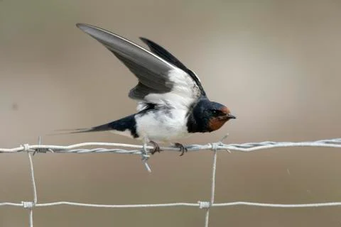 Swallow, Hirundo rustica Foto stock