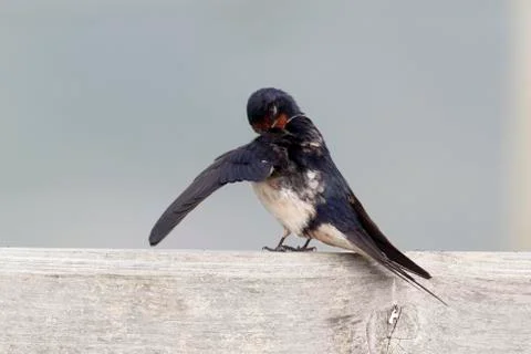 Swallow, Hirundo rustica, 스톡 사진
