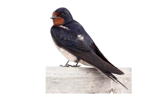 Swallow, Hirundo rustica, Stock Photos