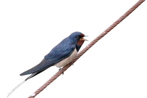 Swallow, Hirundo rustica Stock Photos