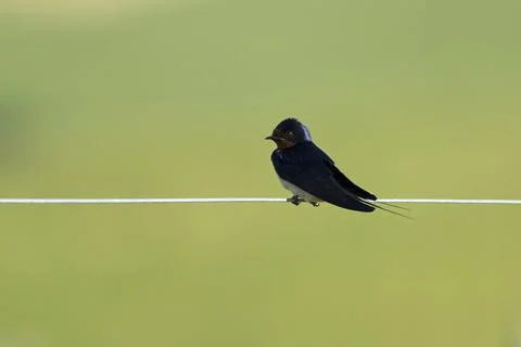 Swallow-Hirundo rustica Stock Photos