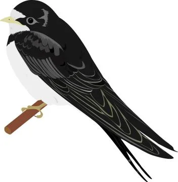 Swallow Stock Illustration