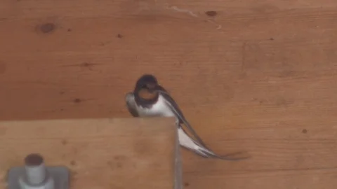 Swallow with insect in beak, second bird flies by Stock Footage 106300076