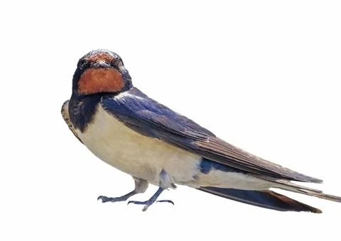 Swallow isolated on white background Фото