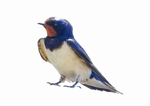 Swallow isolated on white background Foto stock
