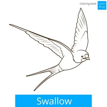 Swallow learn birds educational game vector Stock Illustration