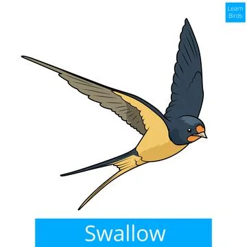 Swallow learn birds educational game vector Stock Illustration