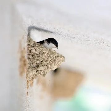 Swallow that makes the nest Stock Photos