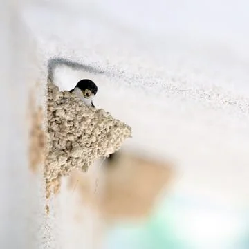Swallow that makes the nest Stock Photos