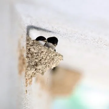 Swallow that makes the nest Stock Photos
