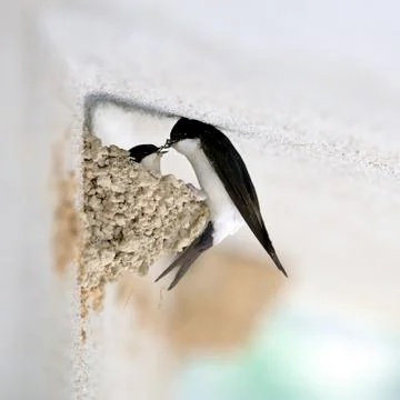 Swallow that makes the nest Stock Photos