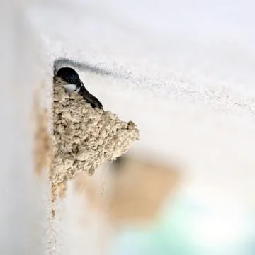 Swallow that makes the nest Stock Photos