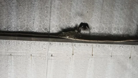 Swallow Nest Built Beneath Corrugated Metal Roof On Residential House Wall Stock Footage 340023517