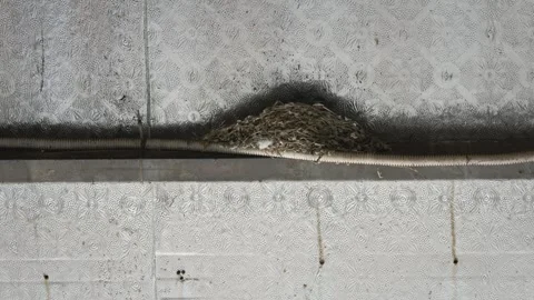 Swallow Nest Built Beneath a Corrugated Metal Roof Inside a Rural Home Stock Footage 340023618