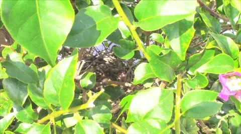 Swallow nest with chicks Stock Footage 10896747