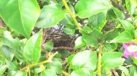 Swallow nest with chicks &amp; momma Stock Footage 10896757