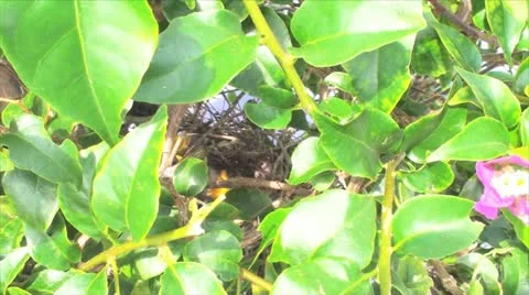 Swallow nest with chicks &amp; momma Stock Footage 10896759