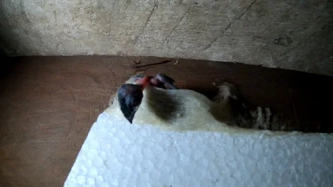 Swallow nest Stock Footage 128639607
