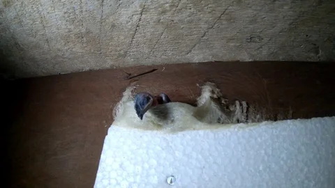 Swallow nest Stock Footage 128639718