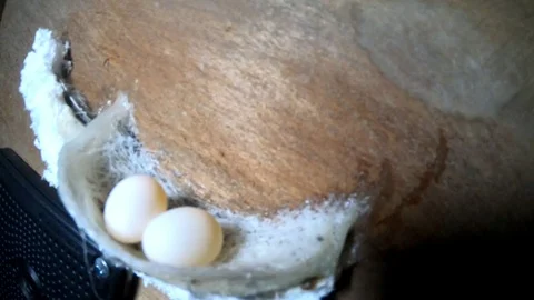 Swallow nest Stock Footage 128639899
