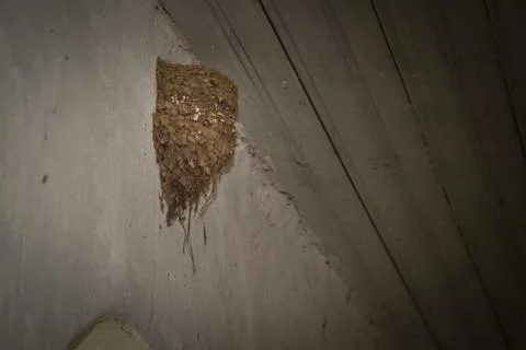 Swallow nest Foto stock