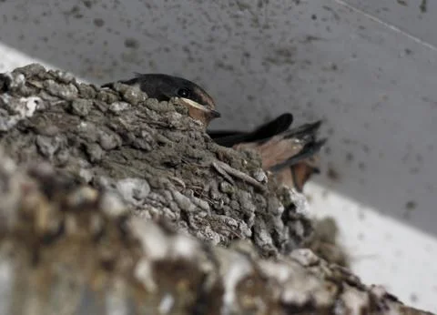 Swallow nest Stock Photos