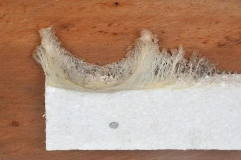 Swallow nest Stock Photos