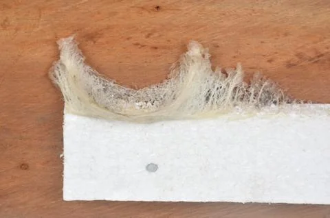 Swallow nest Stock Photos