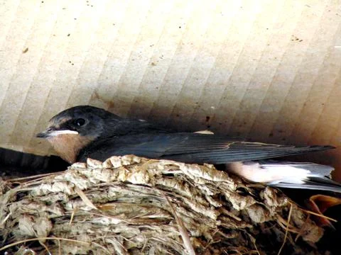 A swallow in the nest Stockfoto's