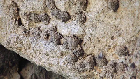 Swallow nests and fly Stock Footage 78192652