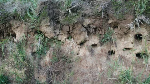 Swallow nests under the edge of the Sandstone cliff below the nesting site Stock Footage 121925626
