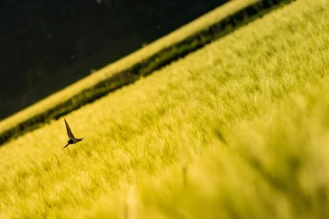 Swallow over a wheat field Stock Photos