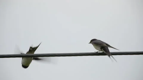 Swallow pair flying off wire Stock Footage 163671328