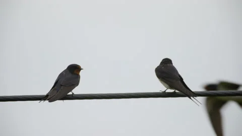 Swallow pair on wire as once flies by Stock Footage 163672033