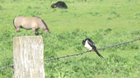 Swallow on the Pasture Stock Footage 61193451