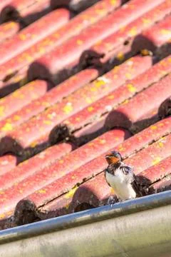 The swallow perched on metal gutter Stock Photos