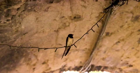 Swallow perched on a string of decorative lights Stock Footage 214011341