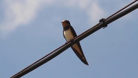 Swallow perched on a wire Stock Footage