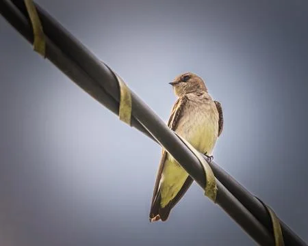 Swallow Perched on a Wire Stock Photos