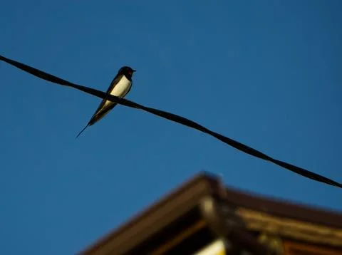 Swallow perching on electric cable Stock-Fotos