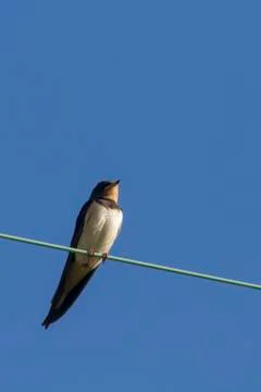 Swallow Stock Photos