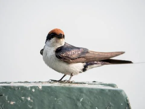 Swallow Stock Photos