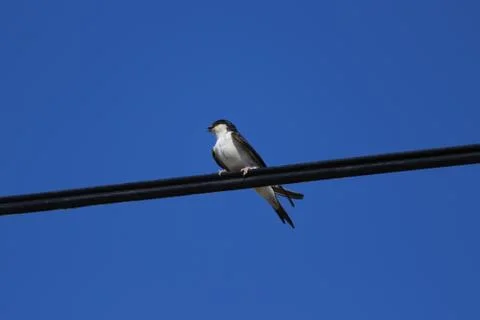 Swallow 스톡 사진