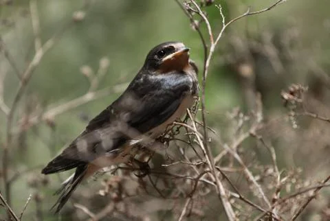 Swallow Stock Photos