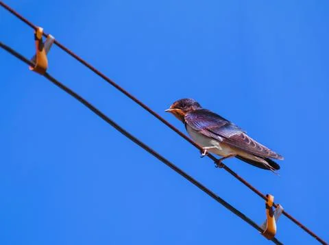 Swallow Stock Photos